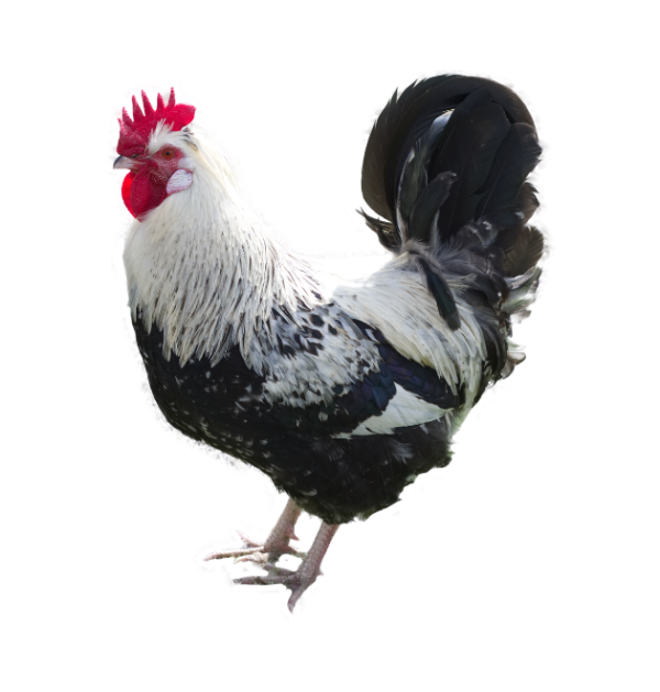 Fresh Broiler Chicken